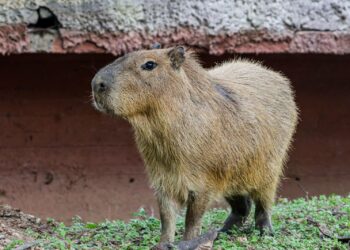 Llega una adorable pareja de capibaras al Zoológico Tamatán