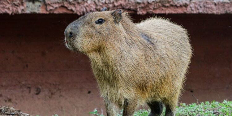 Llega una adorable pareja de capibaras al Zoológico Tamatán