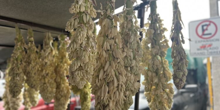 Las chochas: sabor y tradición del campo tamaulipeco