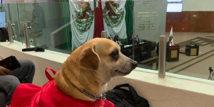 Mascotas serán protegidas  ante divorcios o separaciones