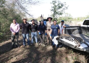 Eduardo Rocha destaca rescate de jaguar en Gómez Farías
