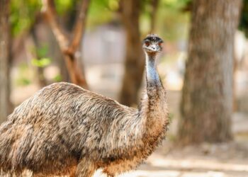 Nuevas especies podrían llegar al Zoológico Tamatán