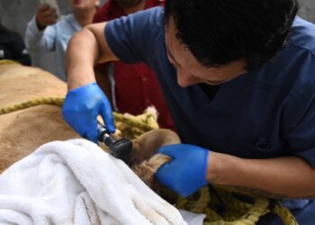 Activan atención médica para leona blanca del Zoológico Tamatán