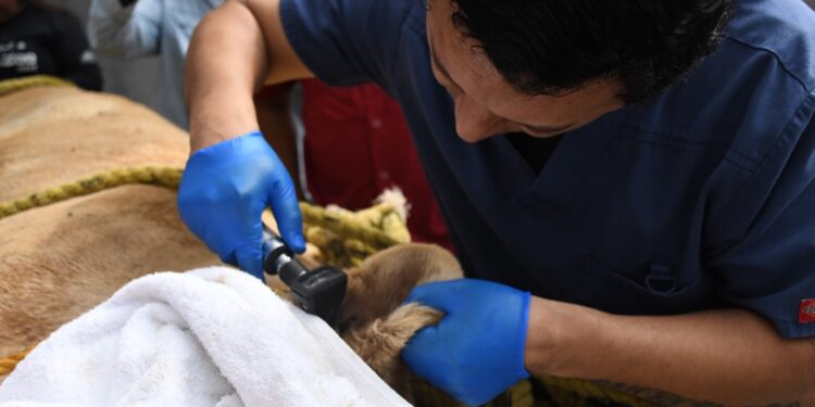 Activan atención médica para leona blanca del Zoológico Tamatán