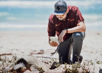 Preparan operativos en playas por arribo de tortugas durante Semana Santa