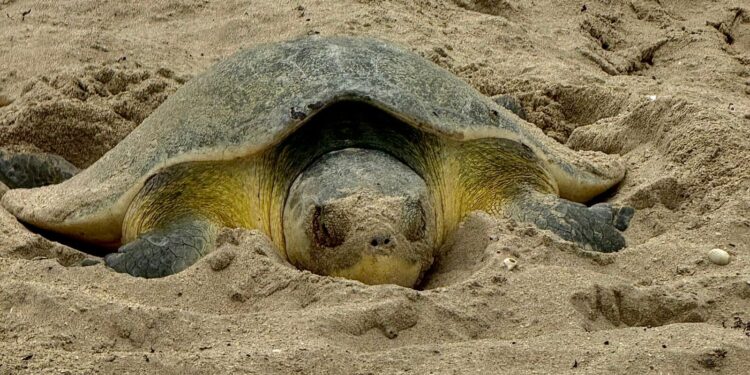 Continúa la temporada de anidación de tortuga lora en Tamaulipas; suman más de 118 mil huevos resguardados