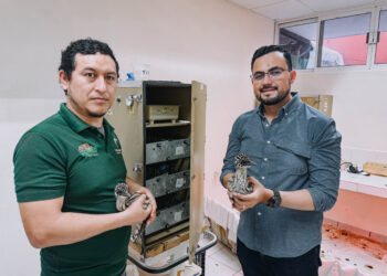 Nacen ejemplares de emú en el Zoológico Tamatán