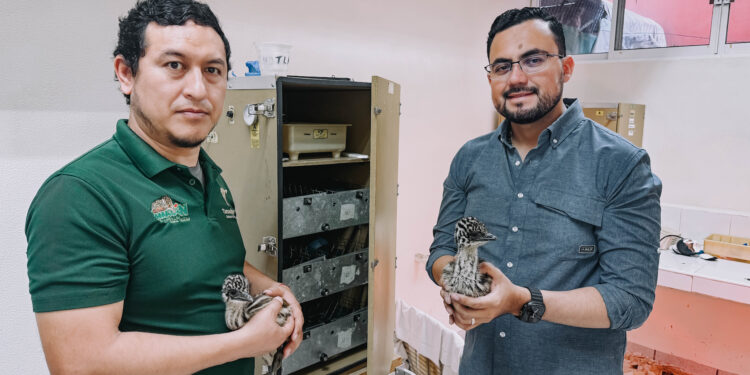 Nacen ejemplares de emú en el Zoológico Tamatán