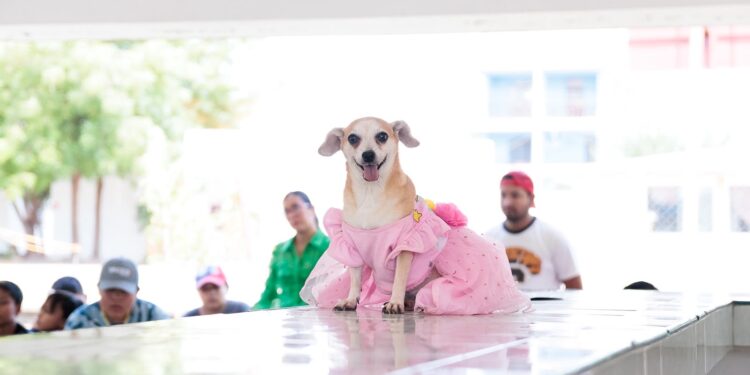 Inicia DIF Victoria “Verano CEDIF” con aprendizaje, diversión y cuidado animal