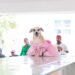 Inicia DIF Victoria “Verano CEDIF” con aprendizaje, diversión y cuidado animal